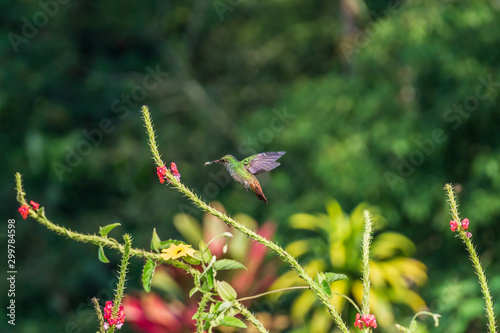 hummingbird on a flower in Costa Rica