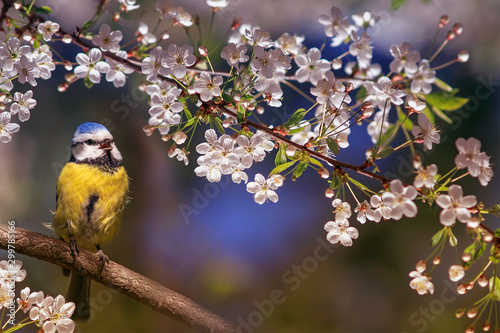 beautiful little bird tit azure sits on a branch of a flowering white cherry ...