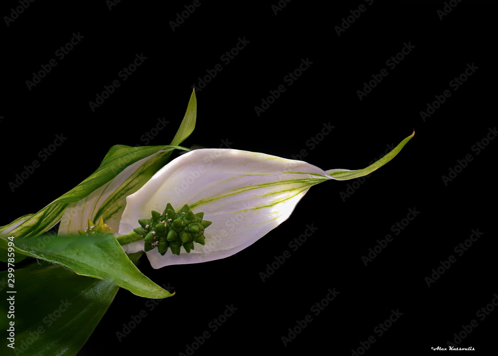 Fototapeta premium lily