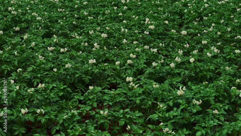 Potato plants with white and yellow flowers in a large field. Potato plants with white and yellow flowers in a large field.