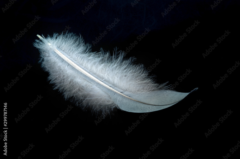 Close up of a white feather on dark background