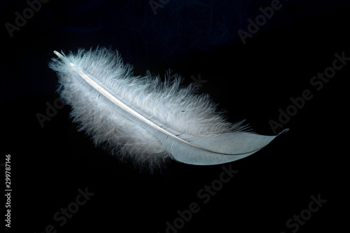 Close up of a white feather on dark background