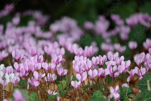 Cyclamen