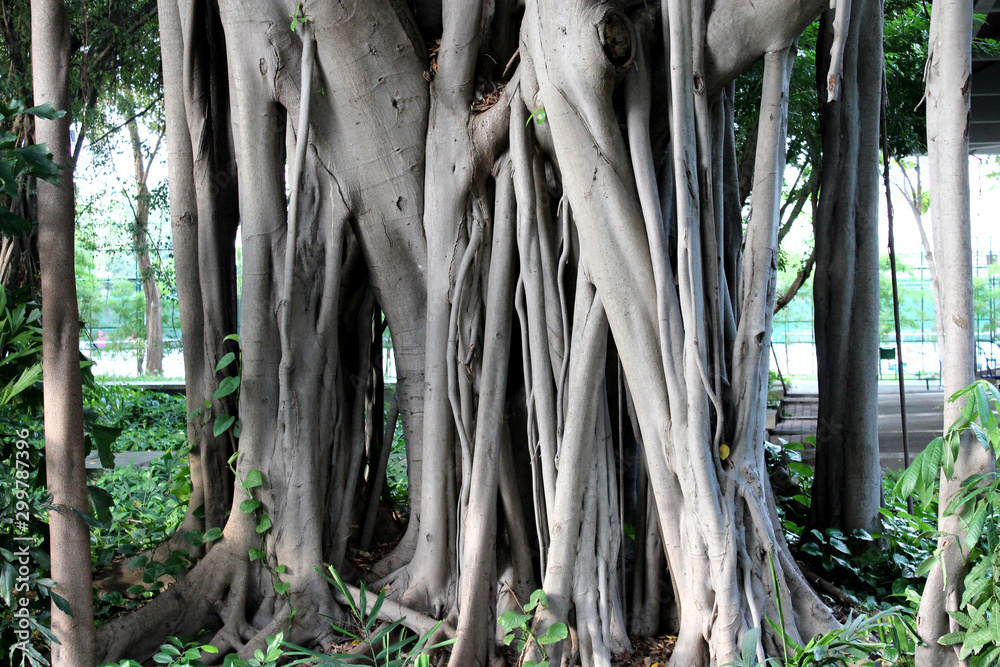 Big old tree with some roots growing in the air Big old tree with some roots growing in the air