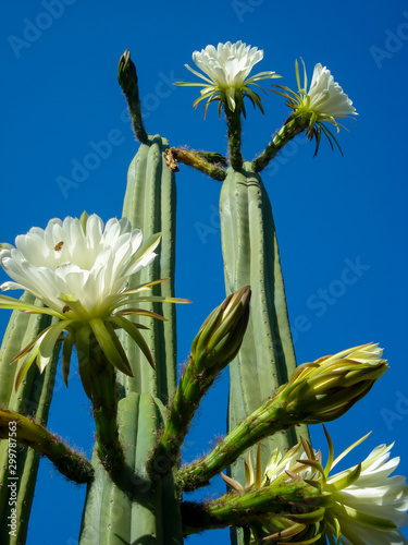 Echinopsis Pachanoi Cactus (San Pedro)