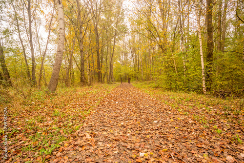 Foliage in a forest, autumn panorama