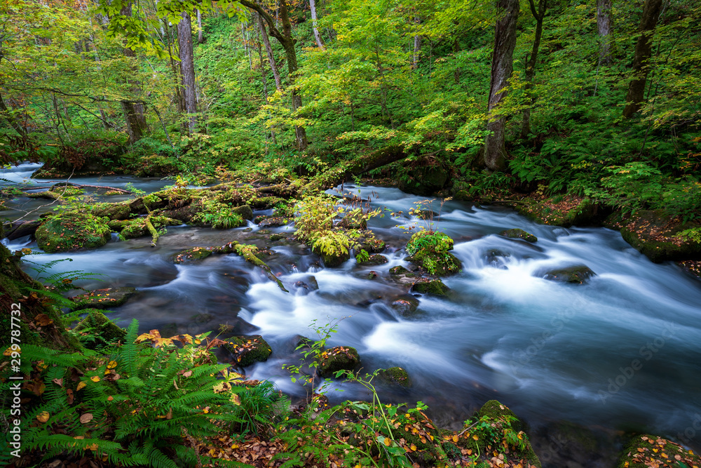 Fototapeta premium The Oirase stream in Aomori, Japan