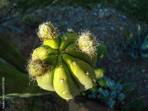 Echinopsis Pachanoi Cactus (San Pedro) photo