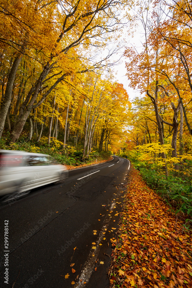 A road in autumn forest in Aomori, Japan