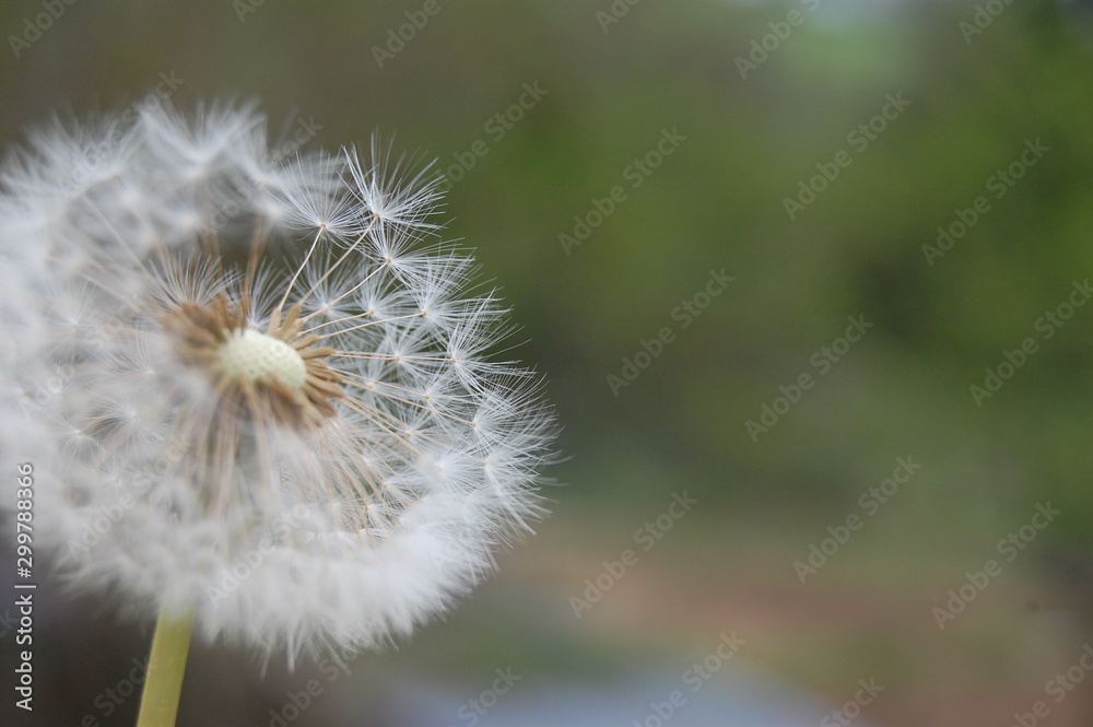 Obraz premium Pissenlit