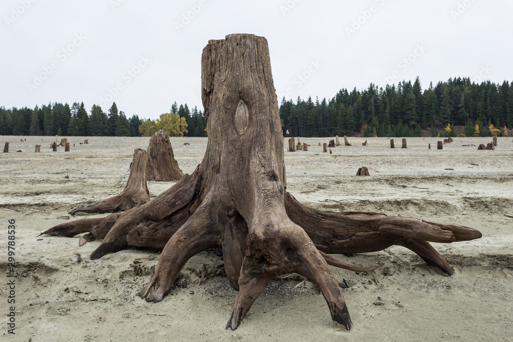 Large dead tree stump with tangled roots on a beach of an empty lake