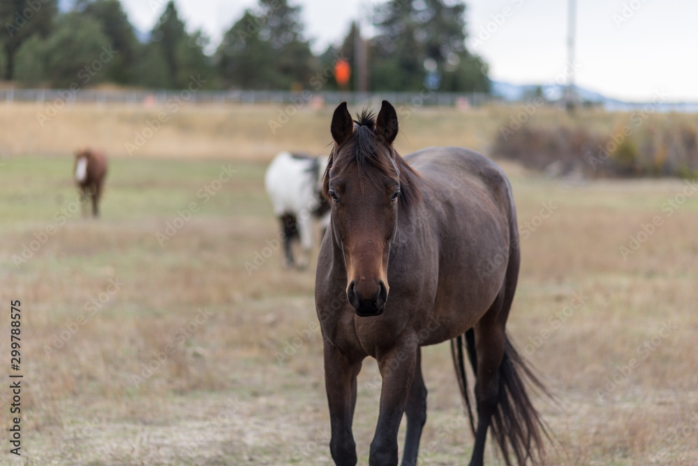 Dark brown horse trotting toward viewer in an open field Dark brown horse trotting toward viewer in an open field