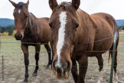 Reddish brown horse with white stripe down head leaning forward over wired fence looking for attention