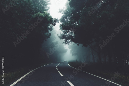 Road in the forest during fogs photo