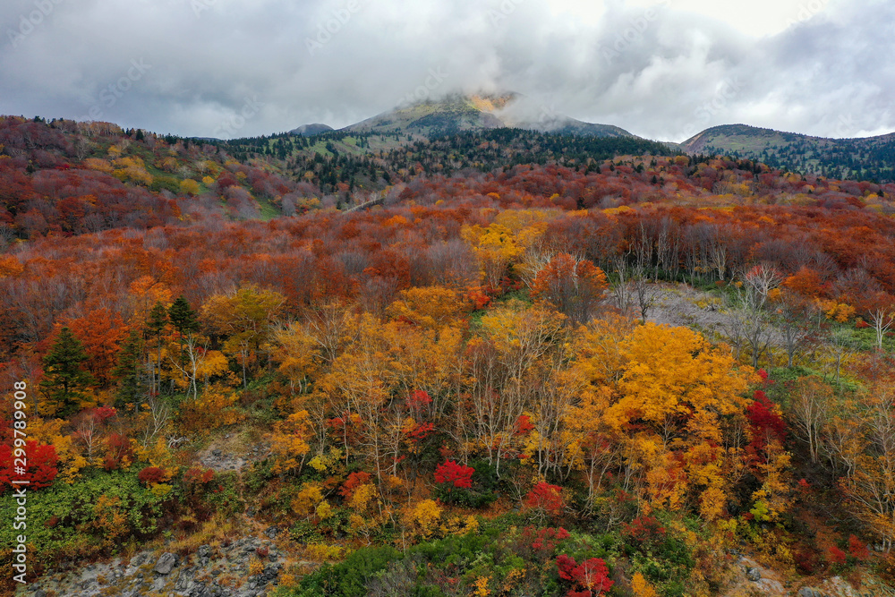 forest in autumn season in Aomori, Japan