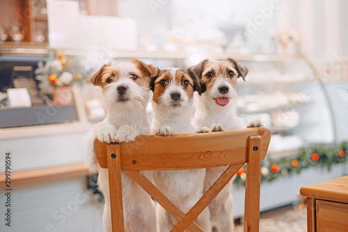 Three puppies near display counter photo