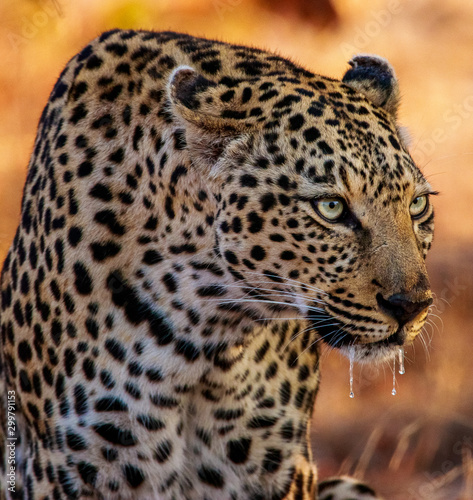 View of leopard