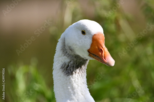goose close up