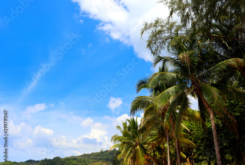 coconut palms on the beaches of asia in phuket in thailand, against the backdrop of mountains and blue sky in bounty style