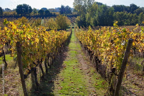 Row of grape vines at vineyard in autumn 