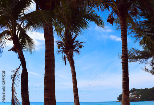 coconut palms on the beaches of asia in phuket in thailand  against the backdrop of mountains and blue sky in bounty style