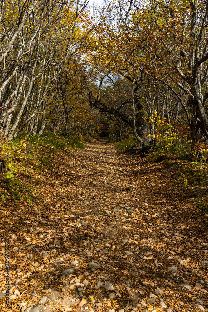 Autumnal travel landscape