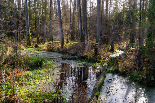 Rezerwat Krzemianka - Puszcza Knyszyńska, Podlasie, Polska © podlaski49