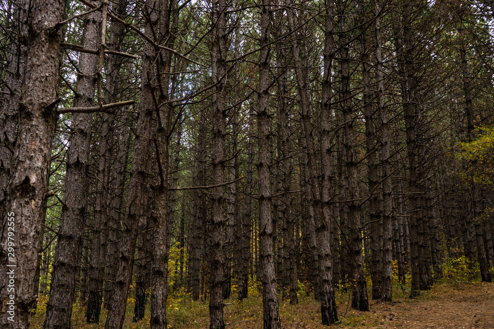 Autumnal travel landscape