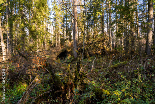 Rezerwat Krzemianka - Puszcza Knyszyńska, Podlasie, Polska