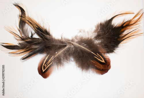 Exotic bird feathers on white background.