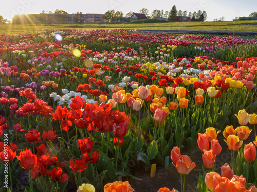 landscape with colorful tulip field