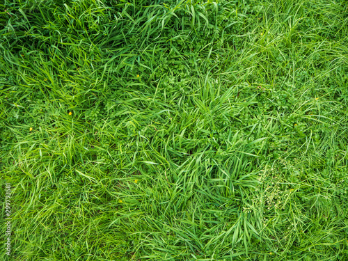 texture of fresh rich green grass, top view