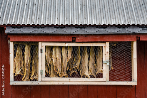 Hanging dried fish, Sandvika, Senja, Norway. photo