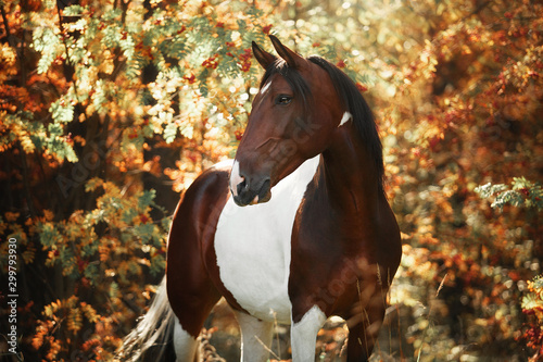 Leinwand Poster Horse