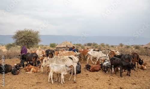 young maasai woman milking her cow © katiekk2