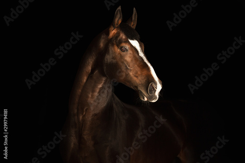 Portrait horse