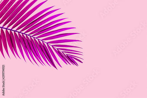 Natural palm leaf on pastel pink background, nature background © Nabodin