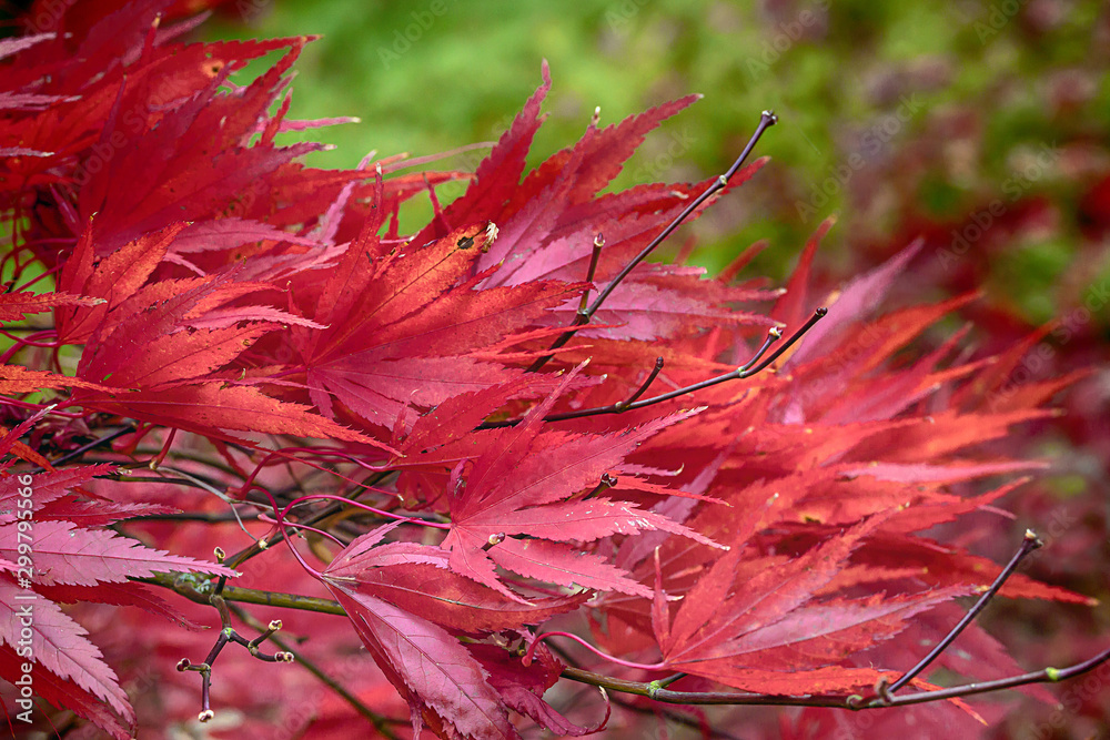 Display of multicoloured autumnal leaves, yellows, greens, reds, browns Display of multicoloured autumnal leaves, yellows, greens, reds, browns