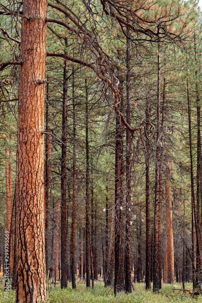 Fototapeta premium A charred stand of Ponderosa pines near Camp Sherman in the Oregon Cascades mountains.