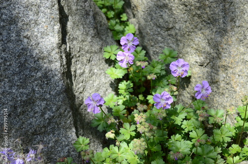 Closeup geranium dalmaticum commonly called Dalmatian cranesbill with blurred background in rocky garden	Closeup geranium dalmaticum commonly called Dalmatian cranesbill with blurred background in roc photo