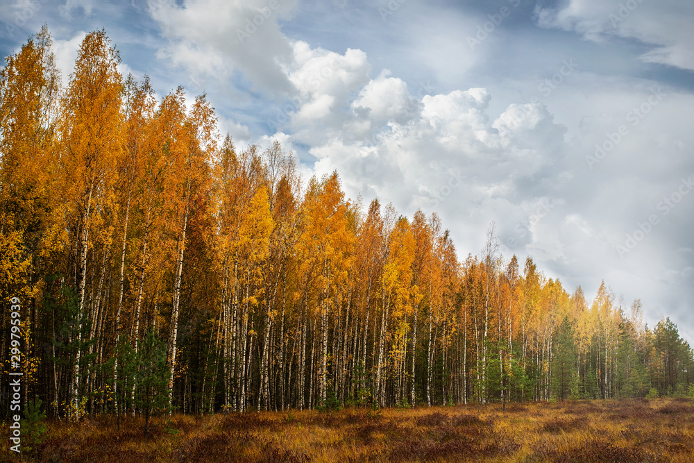Fototapeta premium Autumn forest standing along the swamp and clouds passing over it