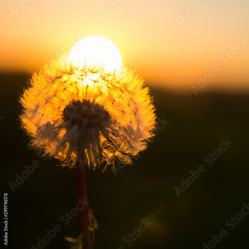 Dandelion with sun behind flower at sunset in Zurich in Switzerland. Beautiful flower during golden hour. Selective focus.