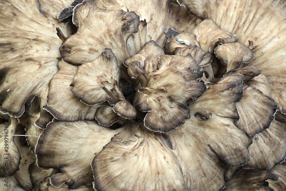 Grifola frondosa, known as maitake, henofthewoods and ram's head wild edible fungus with