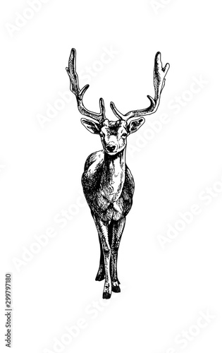 Hatching fallow deer