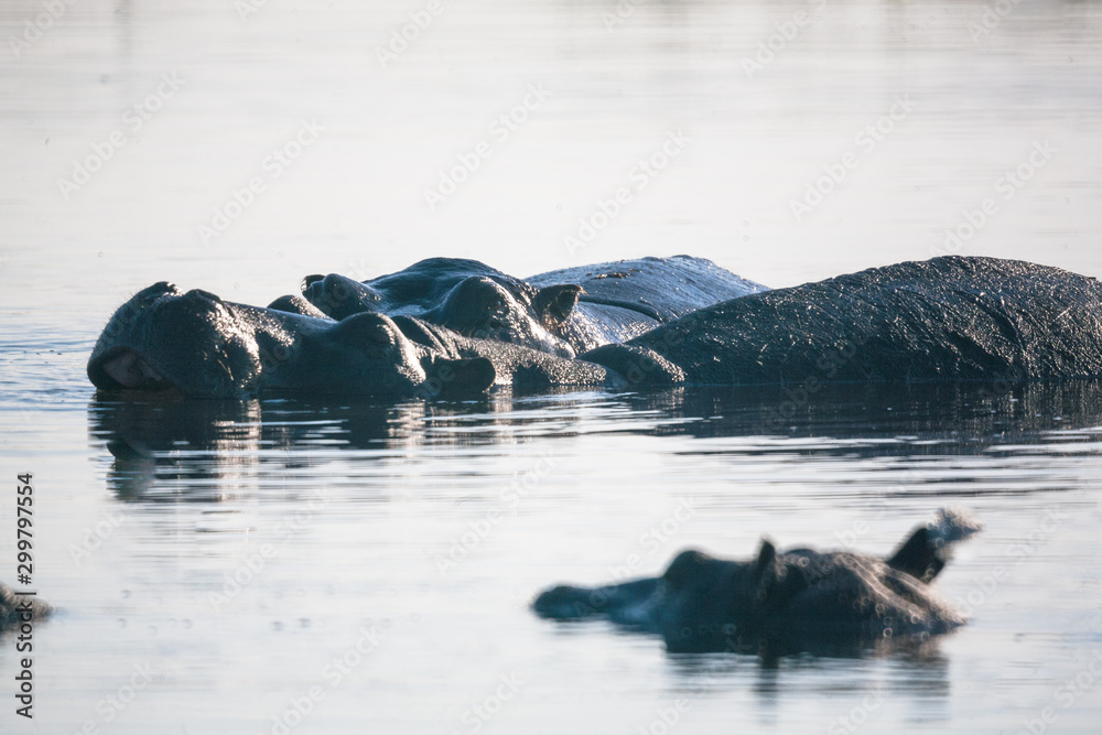 Fototapeta premium Hyppo in Botswana