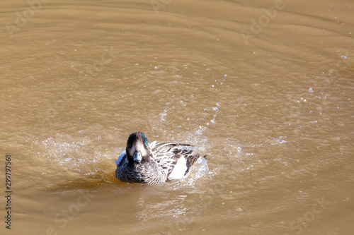 Chiloe Wigeon (Pato Real) Latin Name Anas Sibilatrix. R Valparaiso. Chile photo