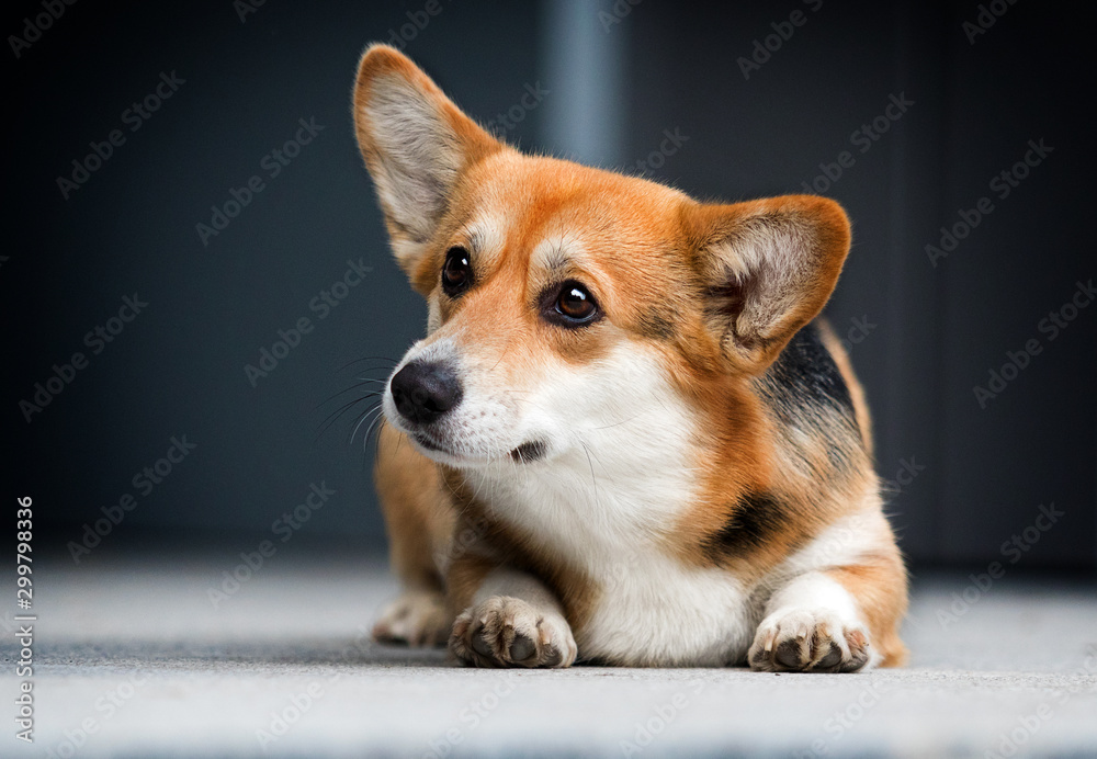 Welsh Corgi dog looks in the city