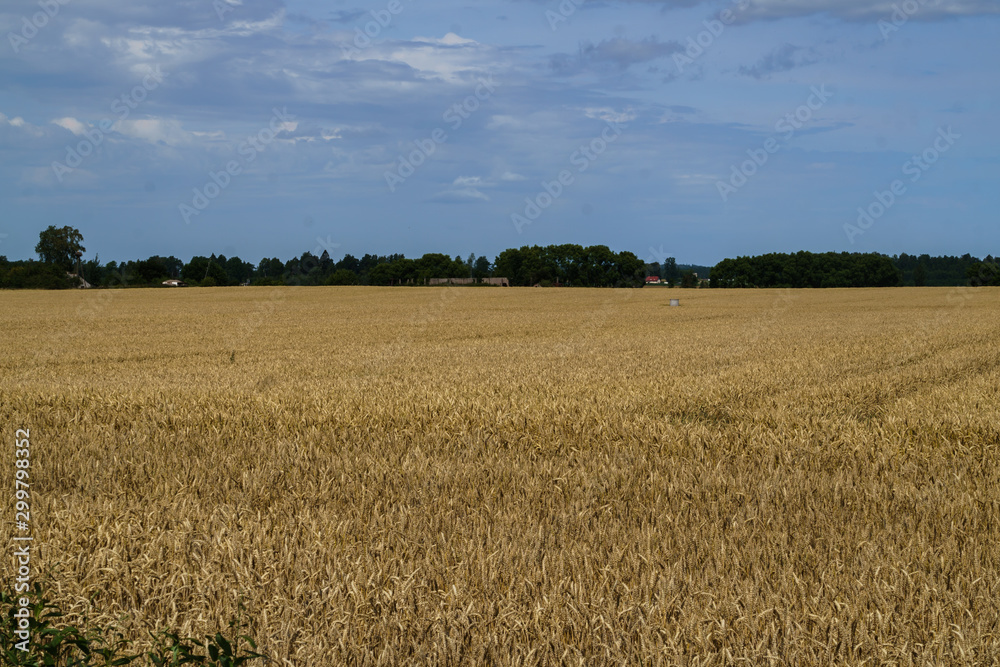 A field of golden ripened barley in the village.