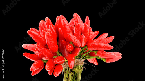 Fresh and healthy vegetables