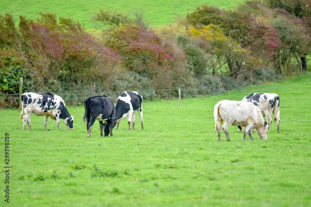 young dairy cows grazing during autumn